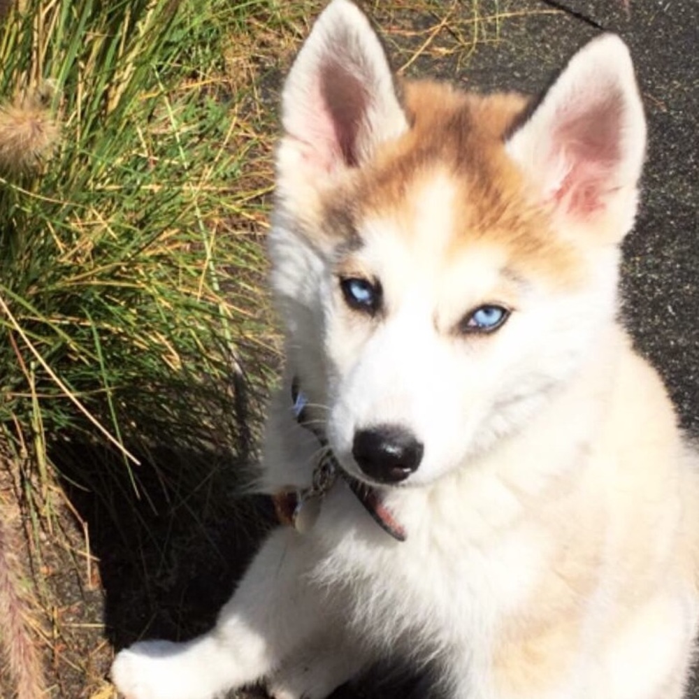 Meet your Posher, Tara